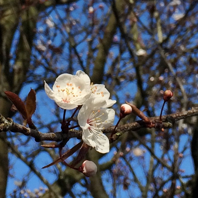 cherry blossom janmary blog