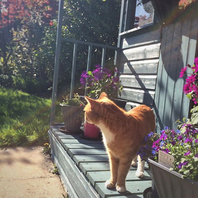 George enjoying the sunny back garden