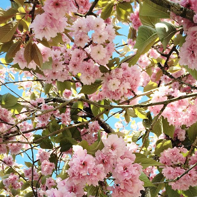 – cherry blossom –