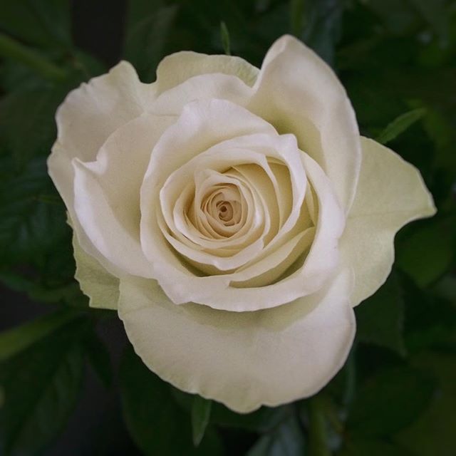 – rose –