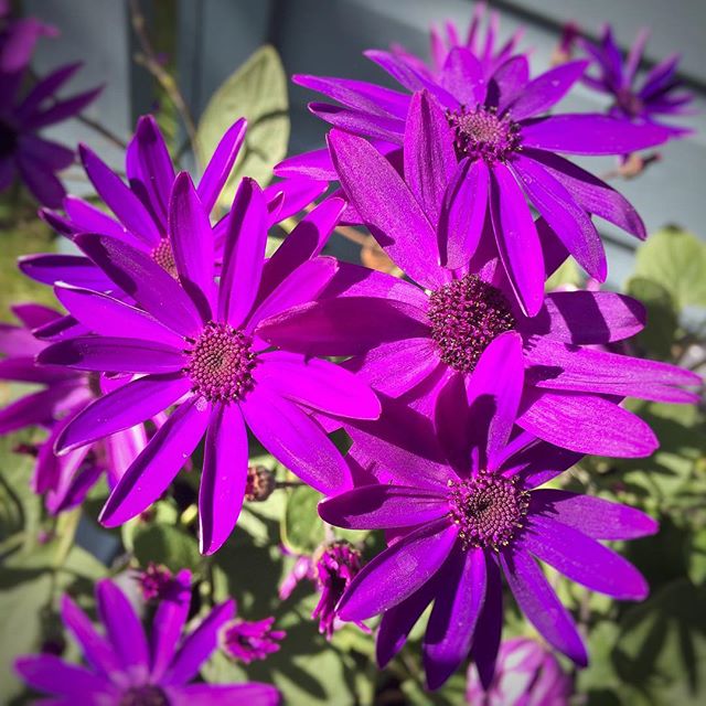 – purple –