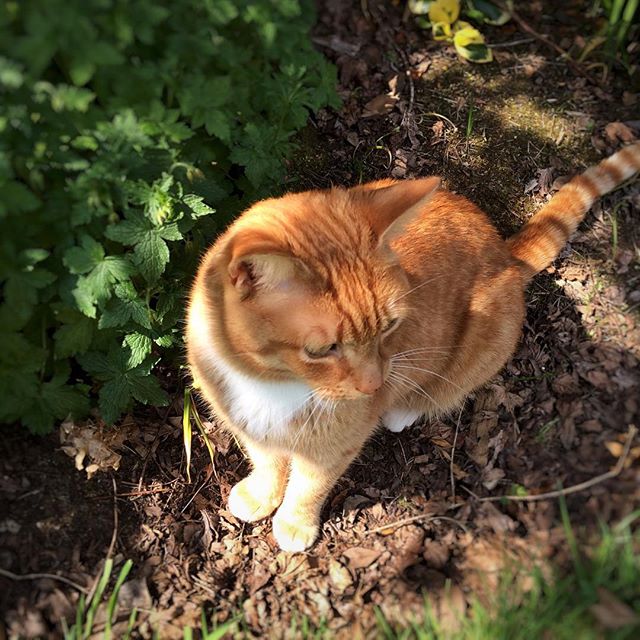 Garfield enjoying the shade