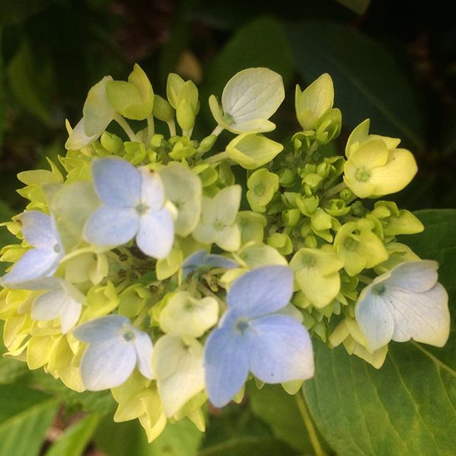 First colour on the hydrangea