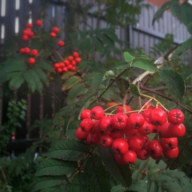 September berries
