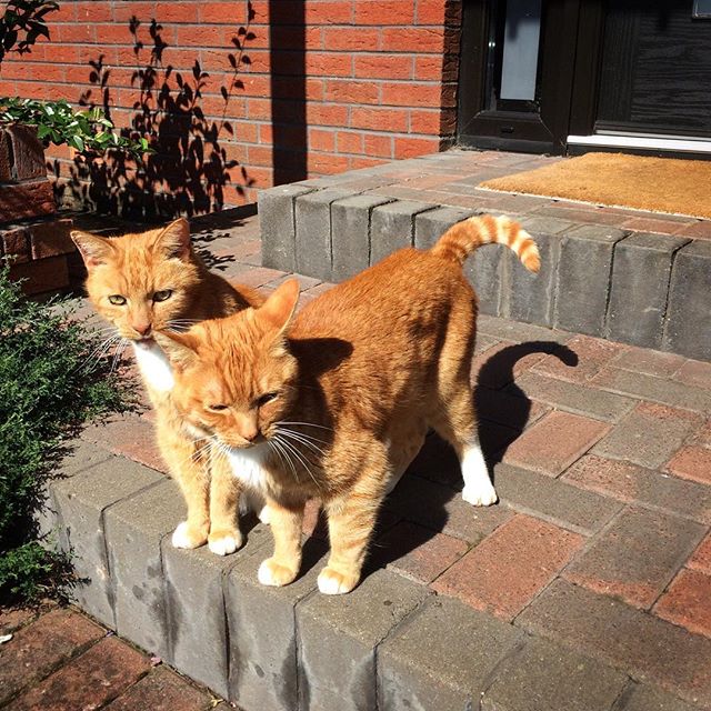 Double trouble …. George and Garfield