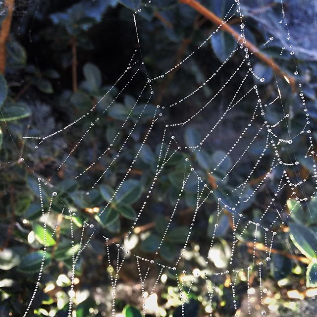 – cobwebs –