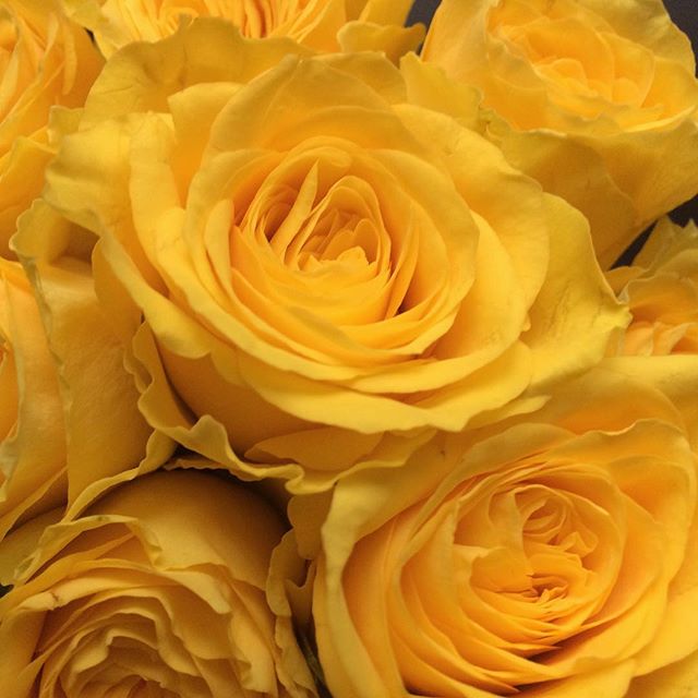 – yellow roses –