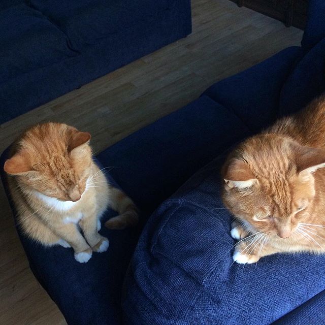 George and Garfield ….. double trouble!