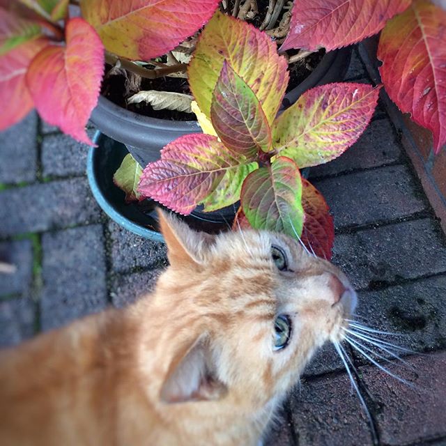 George and the hydrangea
