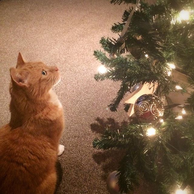 Close inspection of the Christmas tree!