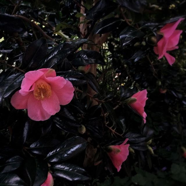 Camellia (3/365)
