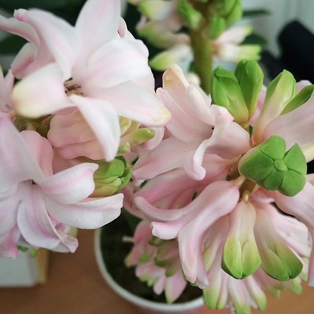 Hyacinths in mum's room