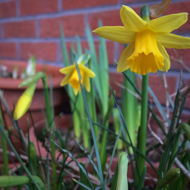Mini daffodils on the front doorstep
