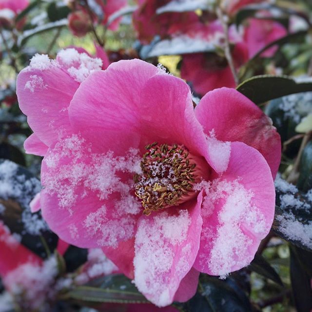 Spring snow on the camellia this morning