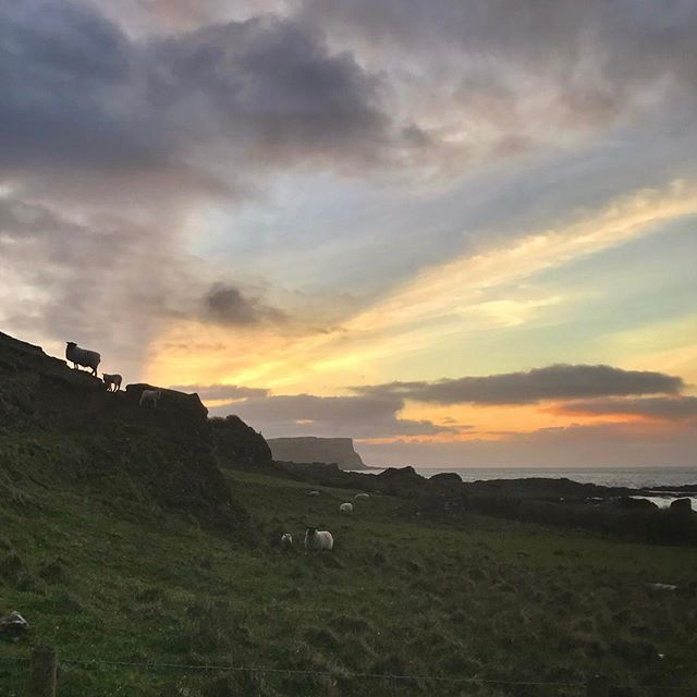 Sheep and sunset at Dunseverick on Easter Sunday
