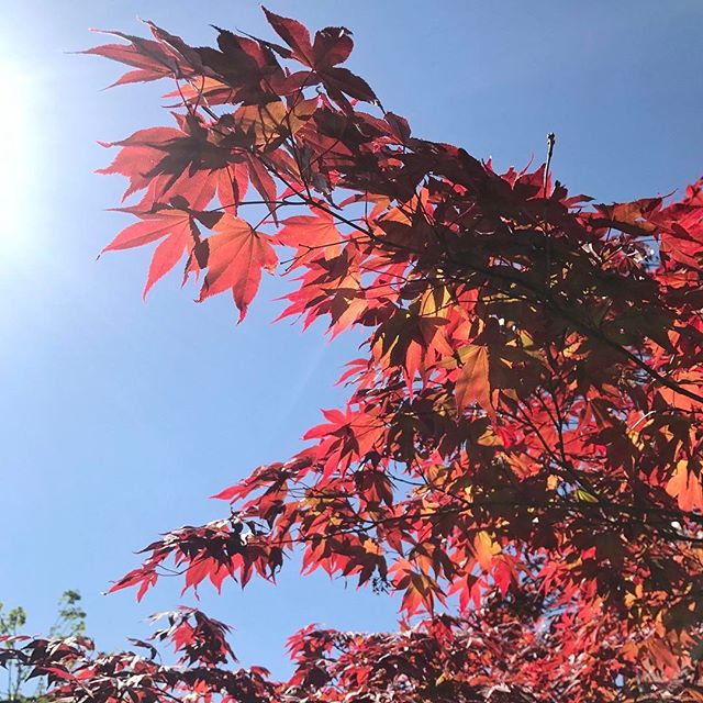 The maple tree in our back garden looking glorious on this sunny day in May