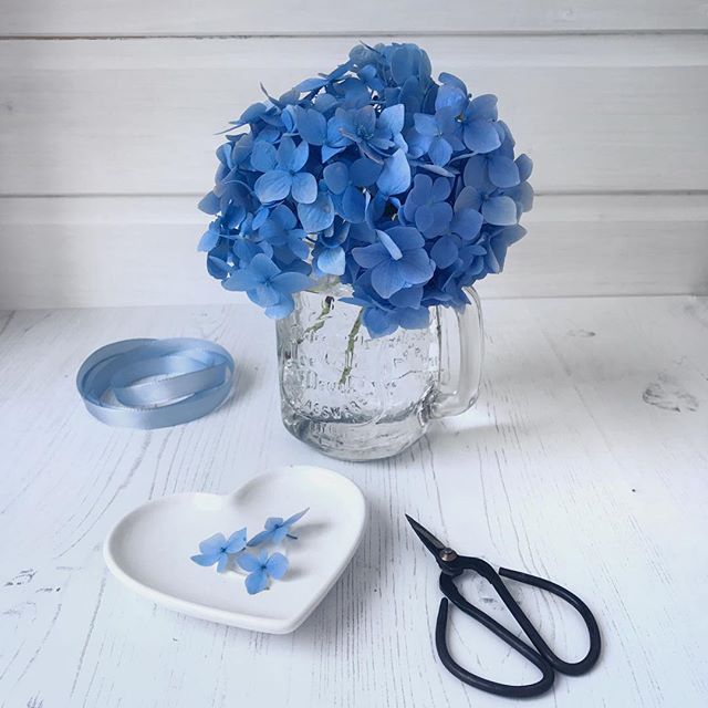 Simply beautiful blue hydrangea