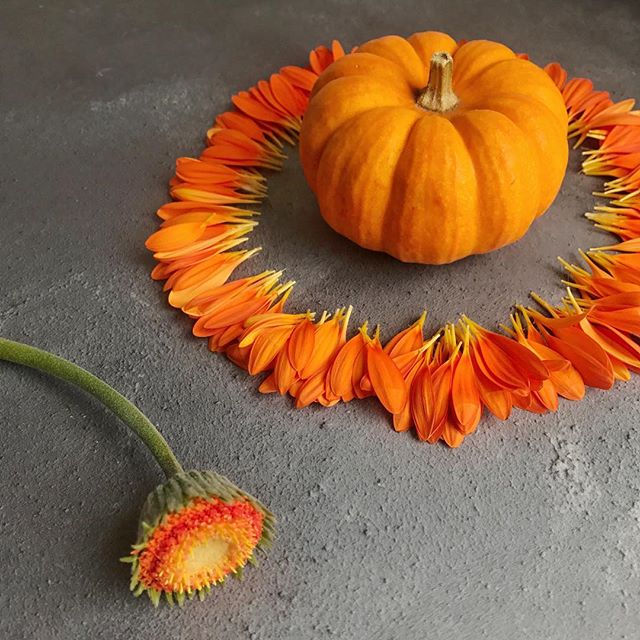 Faffing with petals and a mini pumpkin