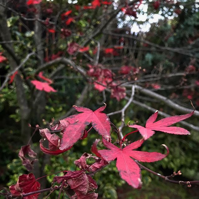 Last of the maple leaves in the back garden