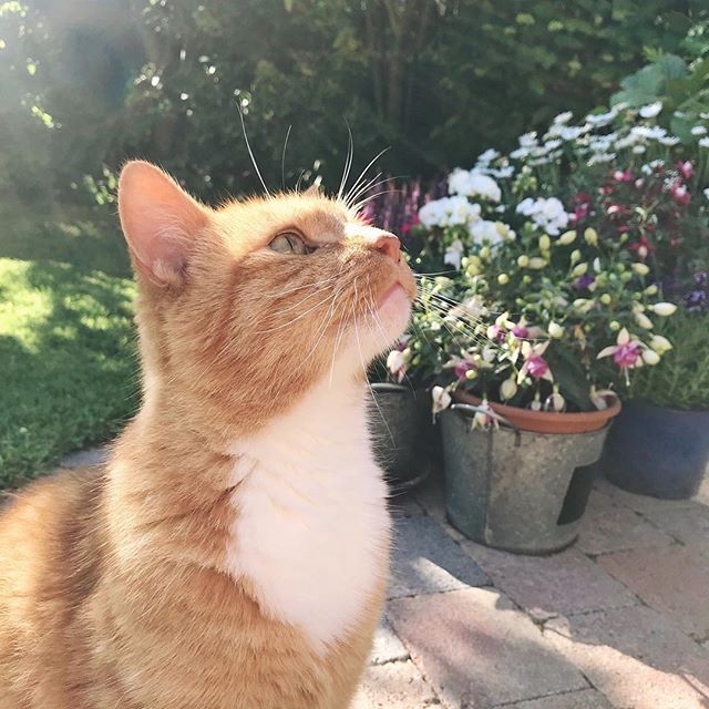 George enjoying the sunshine
