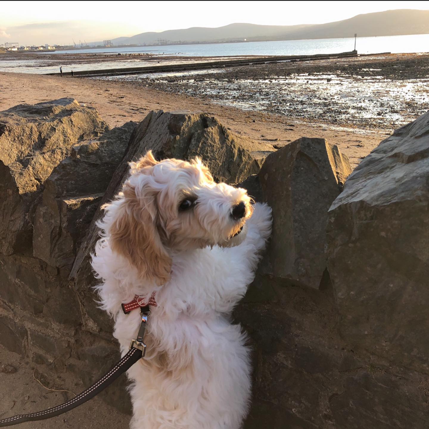 Alfie has been with us for 5 weeks now, he's over 14 weeks old. Lots of adventures this week, especially loving the beach. We've been to Crawfordsburn, Seapark, Ballycastle and Portrush . He loves to paddle, greet other dogs (the dog owner’s community are such a friendly group) but also happy just playing in the garden. Looking forward to more walks and adventures
