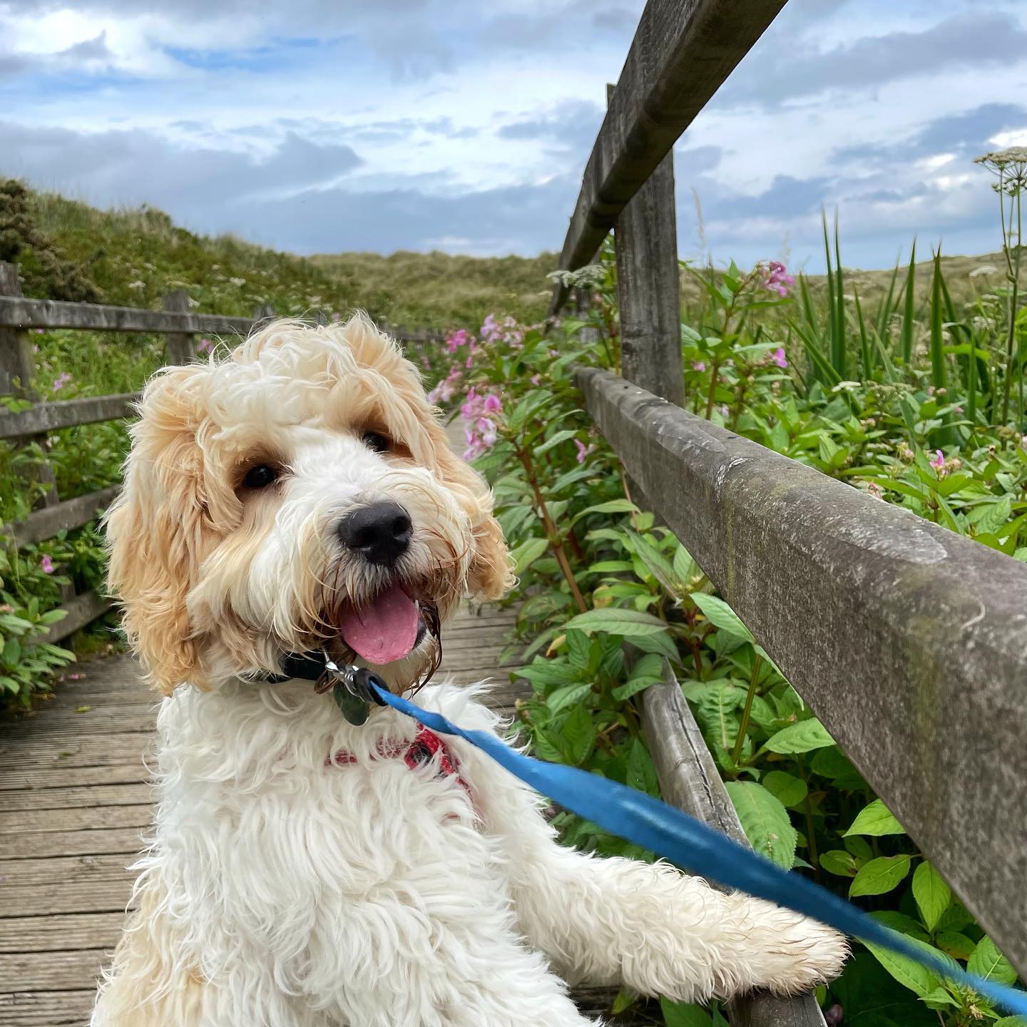 The last week has been spent on the north coast, with lots and lots puppy walks. When I dreamed of getting a puppy this was exactly what I was looking forward to – coastal walks, taking photos, meeting lots of other dogs and their owners …. having lots of chats about breeds, size and fluffy fur coats!