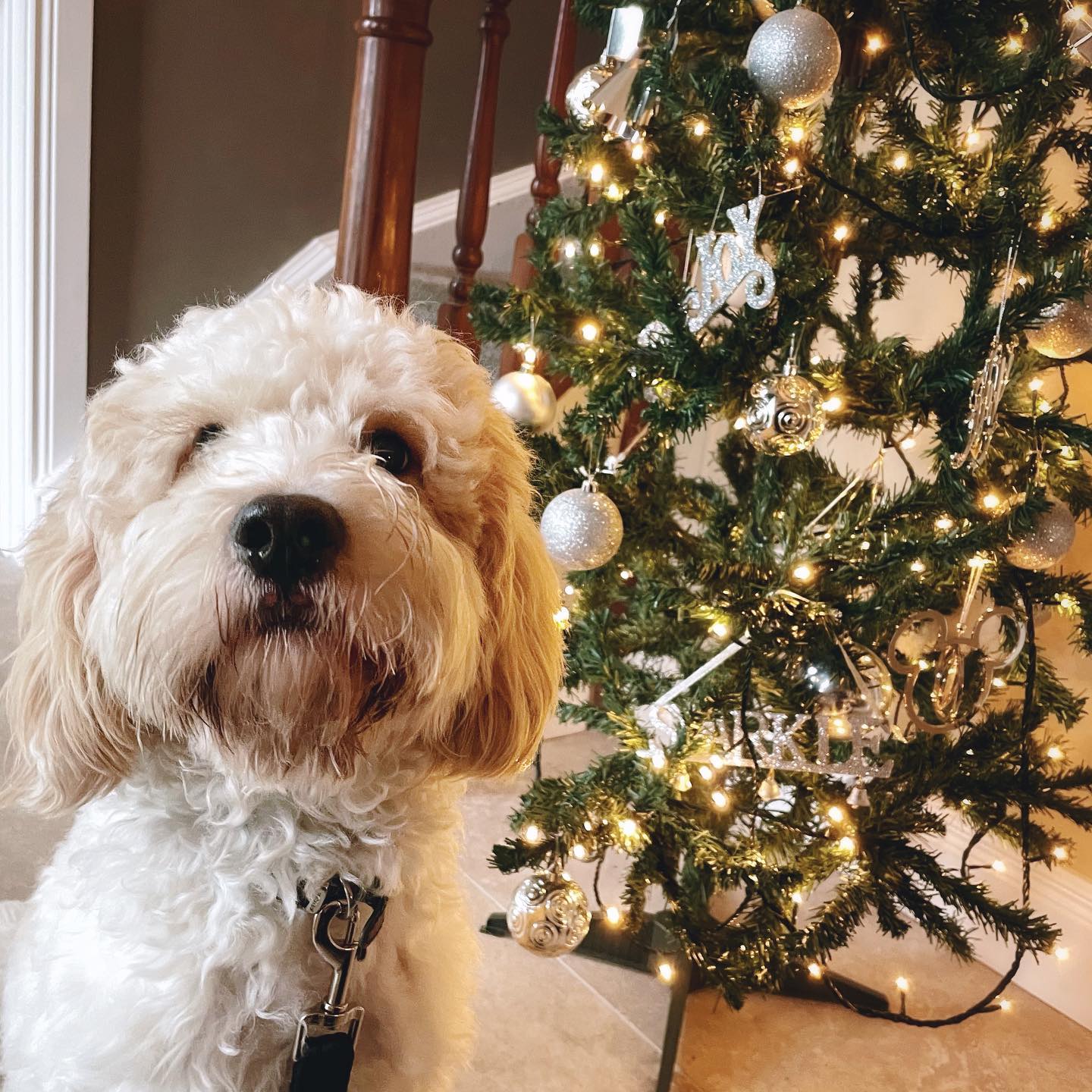 On the 13th of December.... Alfie and the Christmas tree

If you had told me a year ago I would have a puppy to sit (momentarily!) beside our Christmas tree I definitely wouldn't have believed you!