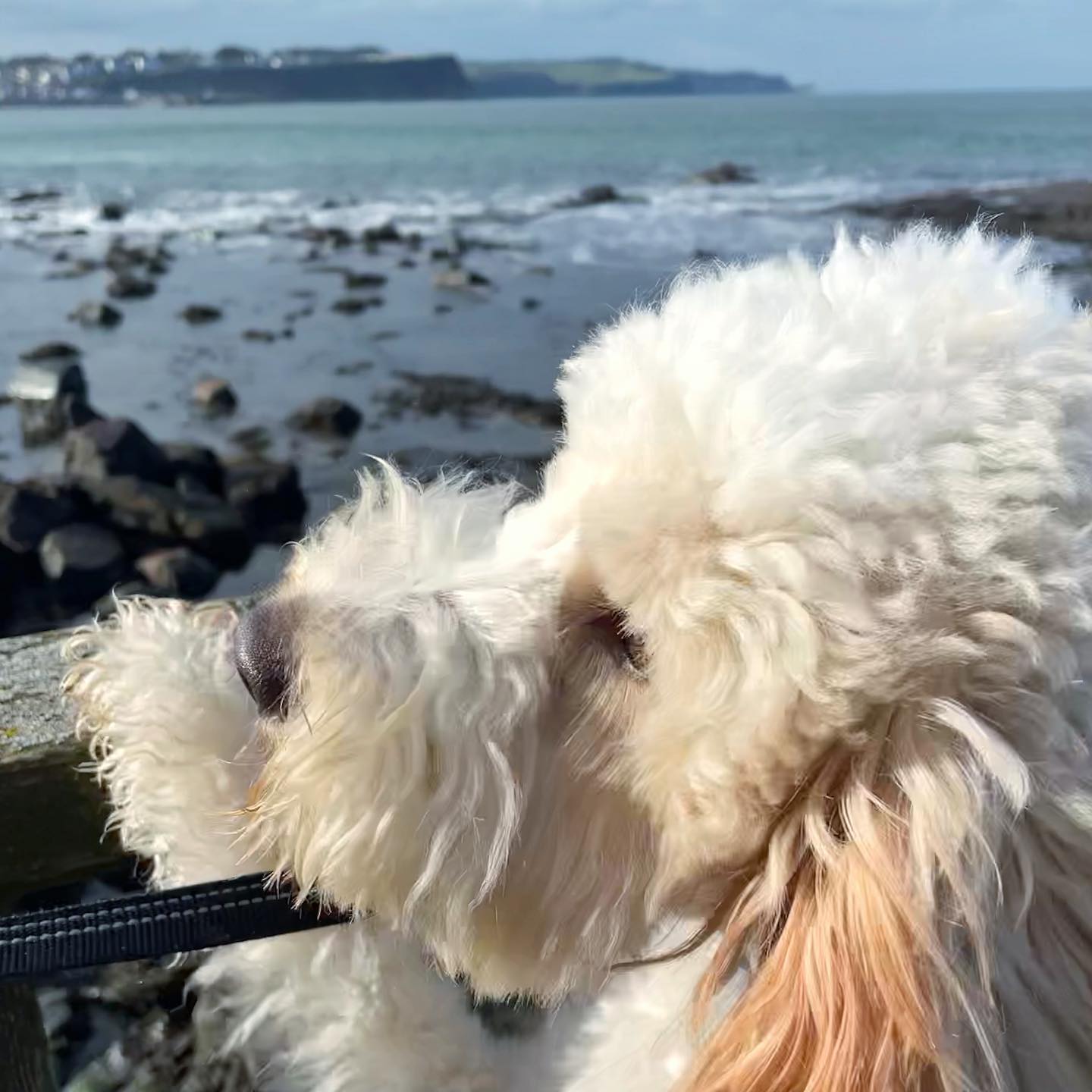 Alfie and the beach - perfect afternoon (if a little windswept and chilly! ️ Swipe for a closeup!)